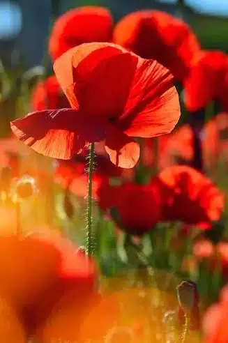 Poppy flower amongst a field of flowering companions, soaking up radiant sunshine.